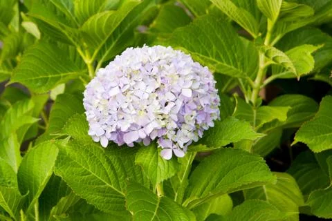 Beautiful hydrangea plant Foto stock