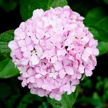 Beautiful hydrangea plant Foto stock