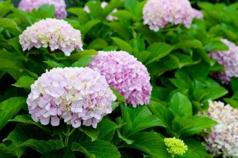Beautiful hydrangea plant Stock Photos