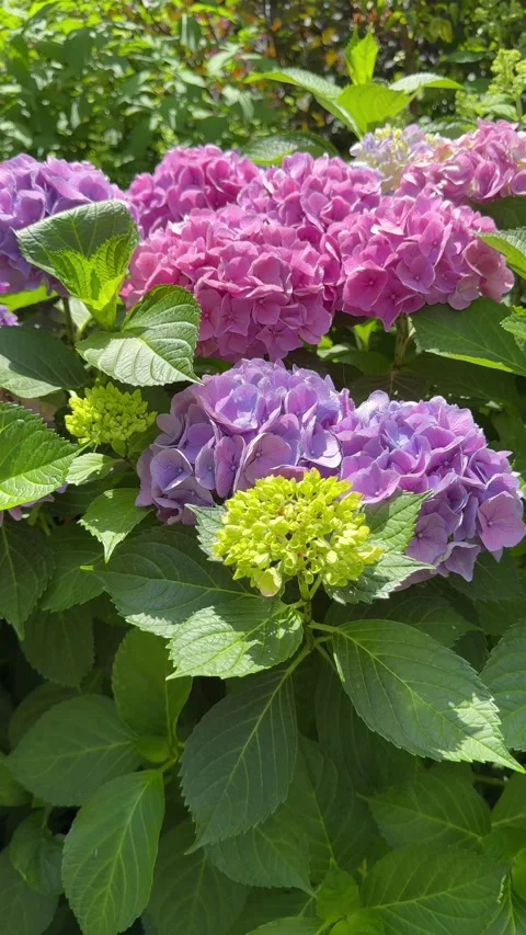 Beautiful hydrangea shrub, vertical video. 動画素材 339616891