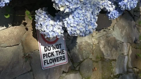 Beautiful hydrangeas bloom beside warning sign. Concept of nature preservation Stock Footage 317317329