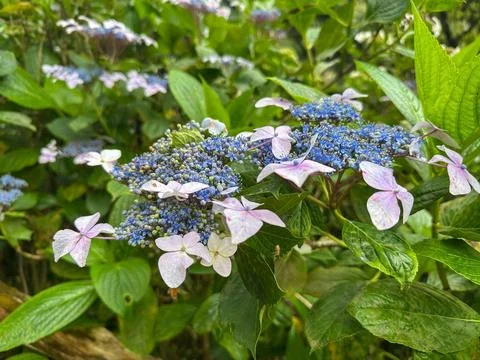 Beautiful hydrangeas flowers Stock Photos