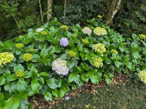Beautiful hydrangeas garden Stock Photos
