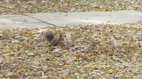 Beautiful hyperactive squirrel digging and looking for eating, tracking shot. 스톡 동영상 57786634