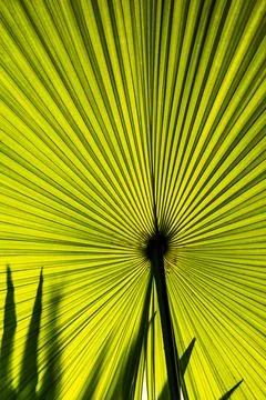 Beautiful Hypnotic Patterns of Big Green Palm Leaf on Sunlight Foto stock