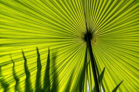 Beautiful Hypnotic Patterns of Big Green Palm Leaf on Sunlight Foto stock