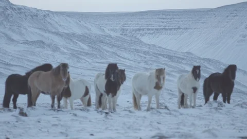 Beautiful icelandic horses Stock Footage
