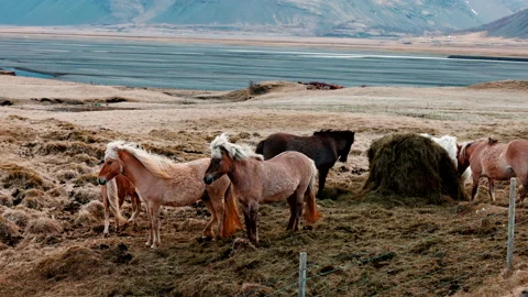 Beautiful Icelandic horses standing, wild mountain landscape rapid slow-motion Stock Footage