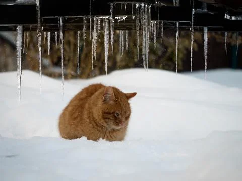 Beautiful icicles on winter background. Cold red cat in a snowdrift Stock Photos