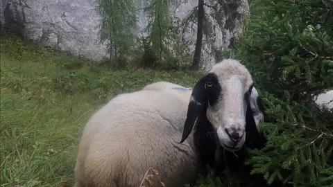 Beautiful idyllic alpine landscape with sheep, Alps mountains Stock Footage 141109364