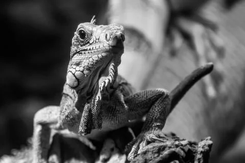 Beautiful iguana lizard Stock Photos