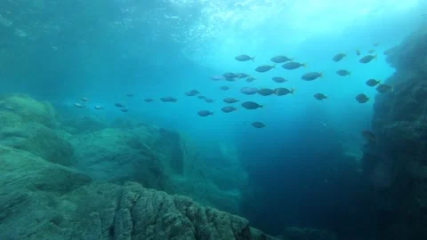Beautiful image of big fish school swimming under the sun beam Stock Footage 145891916
