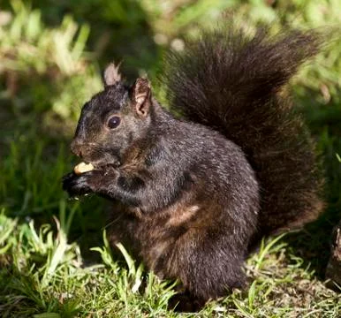 Beautiful image with a black squirrel Stock Photos