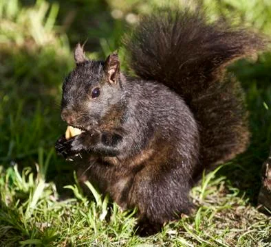 Beautiful image with a black squirrel Stock Photos