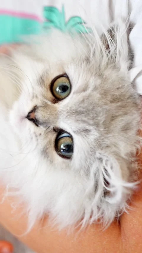 Beautiful image capturing relaxed gray kitten cradled gently in caring hands Stock Footage 321611823