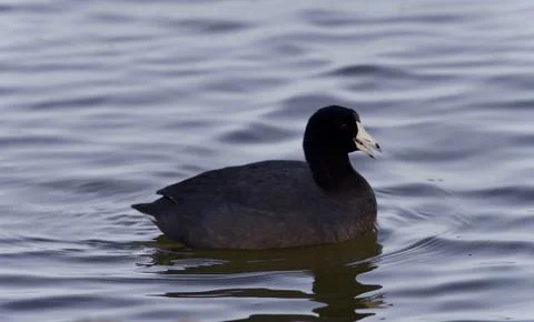 Beautiful image of a coot swimming in lake Stock Photos