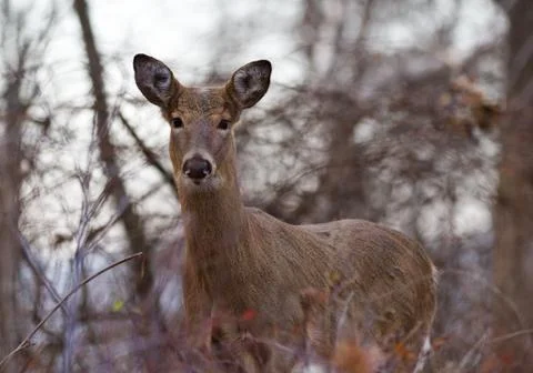 Beautiful image with the deer in the forest Stock Photos