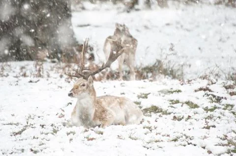 Beautiful image of Fallow Deer in snow Winter landscape in heavy snow storm Stock Photos