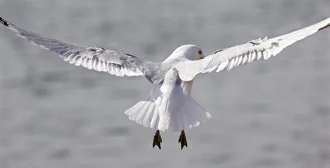 Beautiful image with the gull in flight Stock Photos