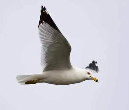 Beautiful image with the gull in flight Stock Photos