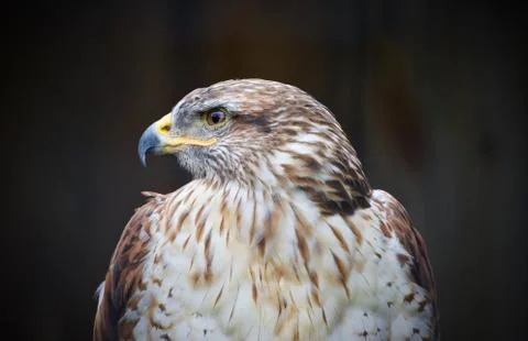 Beautiful image of a hawk looking aside somewhere Stock Photos