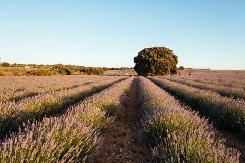 Beautiful image of lavender fields. Summer sunset landscape Foto stock