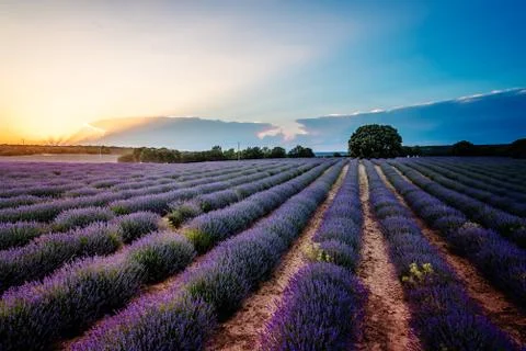 Beautiful image of lavender fields. Summer sunset landscape Stock Photos