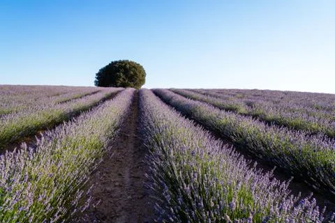 Beautiful image of lavender fields. Summer sunset landscape Stock Photos