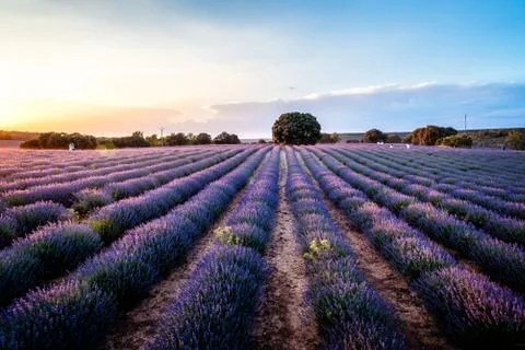 Beautiful image of lavender fields. Summer sunset landscape Stock Photos