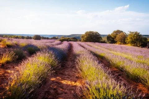 Beautiful image of lavender fields. Summer sunset landscape Foto stock