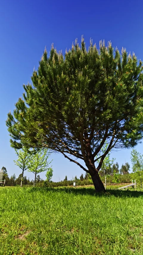A beautiful image of a lush green tree set against a clear blue sky in a sunny Stock Footage 275844486