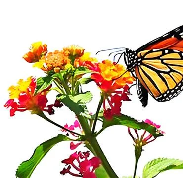 Beautiful image in nature of monarch butterfly on lantana flower isolated. Foto stock