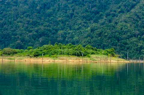 Beautiful image of rain-forest with reflection in water at Royal Belum State Fotos Stock