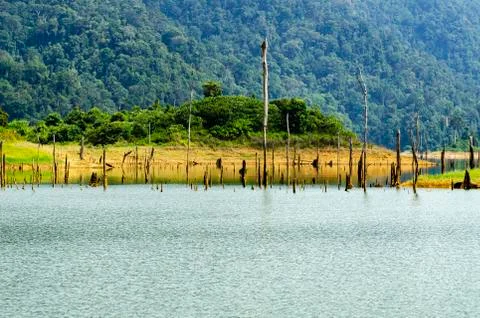 Beautiful image of rain-forest with reflection in water at Royal Belum State Stock Photos