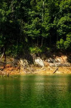Beautiful image of rain-forest with reflection in water at Royal Belum State Fotos Stock