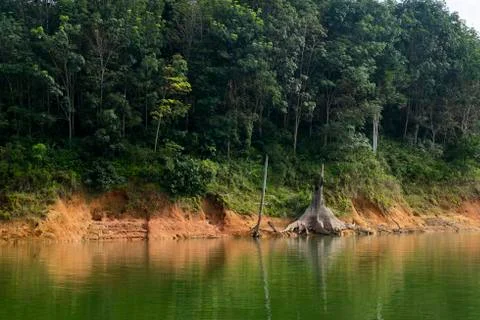 Beautiful image of rain-forest with reflection in water at Royal Belum State Stock Photos