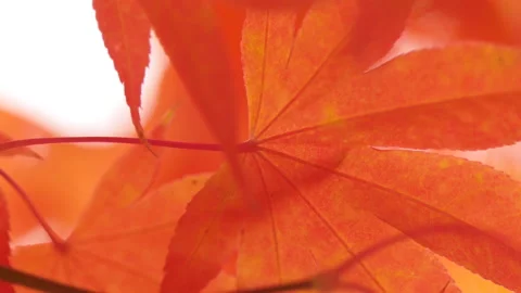 Beautiful image of red maple leaves in wind Stock Footage 162636657