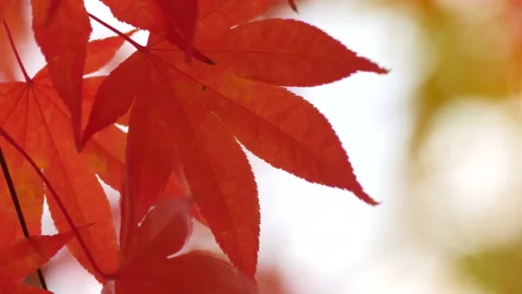 Beautiful image of red maple leaves in wind 库存影片 162636759
