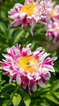 This beautiful image showcases a multi-colored peony flower in full bloom, ca Foto stock