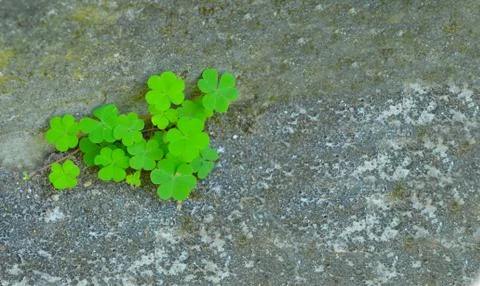 Beautiful image of a three petaled leaf against brown mud background. The rou Stock Photos