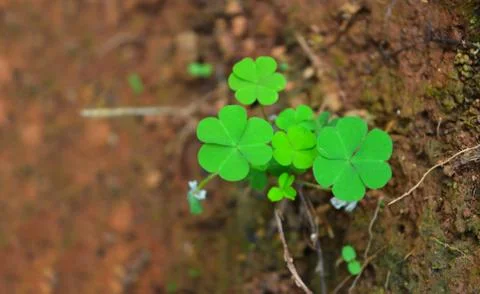 Beautiful image of a three petaled leaf against brown mud background. The rou Stock Photos