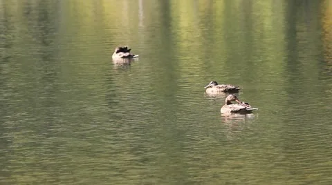 Beautiful image with wild ducks floating on a mountain lake Video stock 12303285