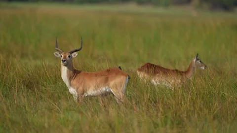 Beautiful impala in the grass with evening sun. Animal in the nature habitat. Su 動画素材 223334846