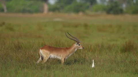 Beautiful impala in the grass with evening sun. Animal in the nature habitat. Su Stock Footage 223335342