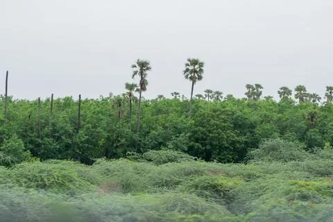 Beautiful Indian green scenery. Stock Photos