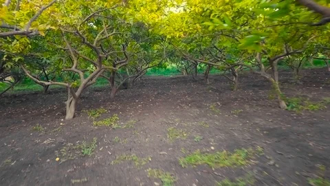 Beautiful indian guava farm Video stock 111802753