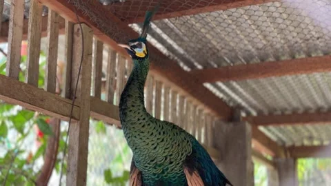 A beautiful Indian peacock walking inside the enclosure. Stock Footage 344244908
