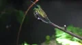 Beautiful Indonesian bird with golden-yellow speckles and long beak on branch 4k or 4k+ Resolution