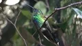 Beautiful Indonesian bird with golden-yellow speckles and long beak on branch 4k or 4k+ Resolution