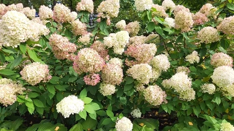Beautiful inflorescences of a decorative hydrangea bush, clusters of flower buds Stock Footage 318752330